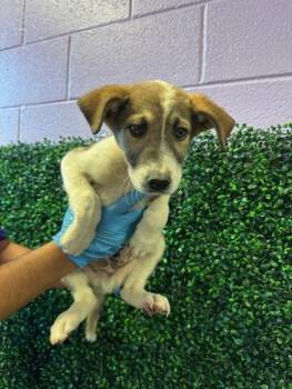 German Shepherd Dog and Mixed Breed Dogs Available for Adoption in El Paso, Texas - 60918537 | PetCurious