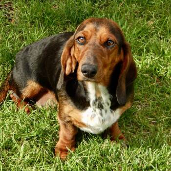 Basset Hound and Dachshund Dogs Available for Adoption in Mead, Colorado - Darla | PetCurious