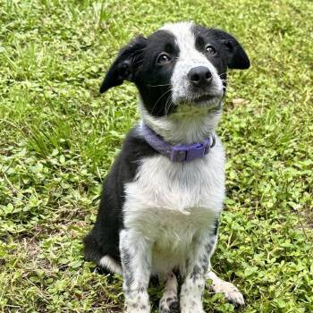 Riley -  Cattle Dog and Border Collie Dog for Adoption in Poinciana, Florida - Riley | PetCurious
