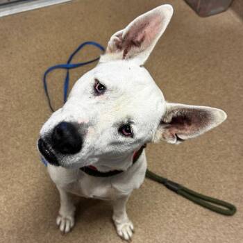 Hellen -  Shepherd and Mixed Breed Dog for Adoption in Hinesville, Georgia - Hellen | PetCurious