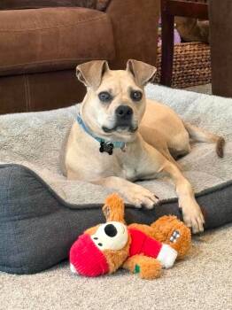 Jiffy DNA test pending -  Pit Bull Terrier Dog for Adoption in Eastpointe, Michigan - Jiffy DNA Test Pending | PetCurious