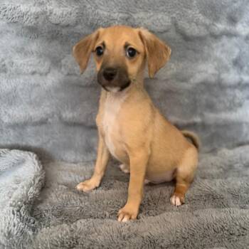 Tick Tock -  Chihuahua and Mixed Breed Dog for Adoption in Las Vegas, Nevada - Tick Tock | PetCurious