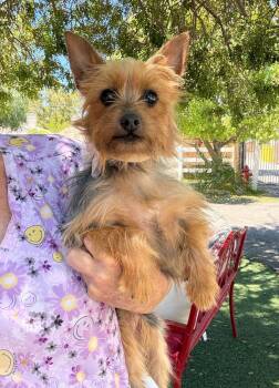 Katie -  Yorkshire Terrier Dog for Adoption in Temecula, California - Katie | PetCurious