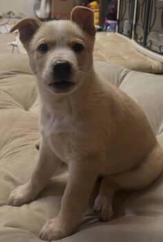 Mixed Breed Dogs Available for Adoption - Royal | PetCurious