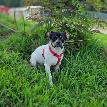 Howl -  Chihuahua Dog for Adoption in Jackson, Missouri - Howl | PetCurious
