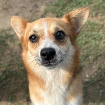 Star -  Cardigan Welsh Corgi and Mixed Breed Dog for Adoption in West Point, Mississippi - Star | PetCurious
