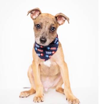 Rocket -  Mixed Breed Dog for Adoption in Springboro, Ohio - Rocket | PetCurious
