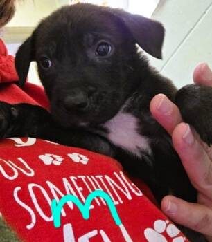 Mixed Breed and Labrador Retriever Dogs Available for Adoption in Crandon, Wisconsin - Stanley | PetCurious