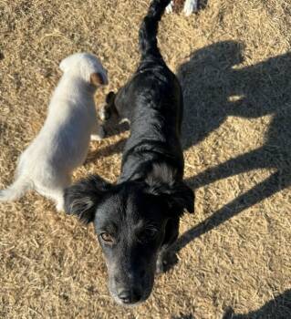 Flat Coated Retriever Dogs Available for Adoption - Gravy | PetCurious