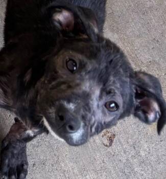 Pit Bull Terrier Dogs Available for Adoption in Elizabethton, Tennessee - NOVA | PetCurious