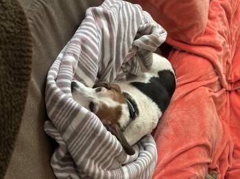 Celeste -  Beagle and Hound Dog for Adoption in North Haledon, New Jersey - Celeste | PetCurious