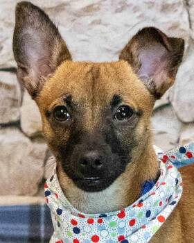 Buster -  Chihuahua Dog for Adoption in Kennesaw, Georgia - Buster | PetCurious