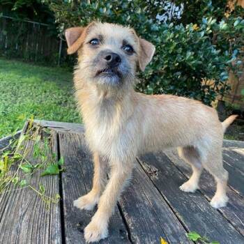 Pastaroni -  Terrier and Mixed Breed Dog for Adoption in Carencro, Louisiana - Pastaroni | PetCurious
