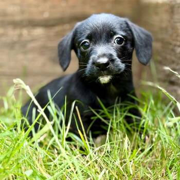 KYLIAN -  Chihuahua Dog for Adoption in Graham, Washington - KYLIAN | PetCurious