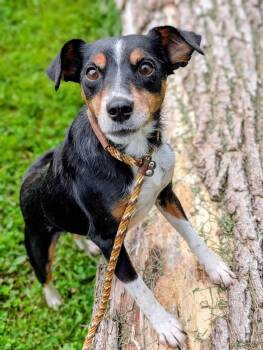 Blondie -  Jack Russell Terrier Dog for Adoption in Cowlesville, New York - Blondie | PetCurious