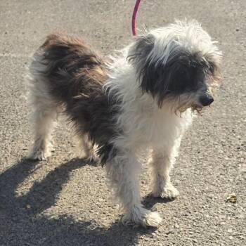 Murray -  Terrier Dog for Adoption in Spokane, Washington - Murray | PetCurious