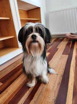 Rescue Shih Tzu Dogs for Adoption - Adele | PetCurious