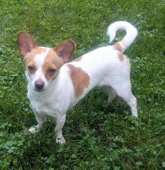 Vivian -  Chihuahua and Jack Russell Terrier Dog for Adoption in Yorkville, Illinois - Vivian | PetCurious