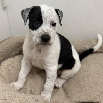 Pickles -  Mixed Breed Dog for Adoption in Madison, Wisconsin - Pickles | PetCurious