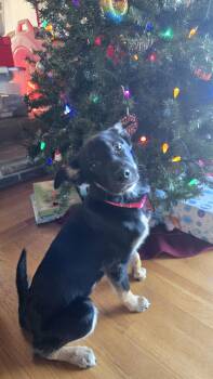 German Shepherd Dog Dogs Available for Adoption - Ashland | PetCurious