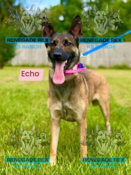 Echo -  Belgian Shepherd Malinois Dog for Adoption - Echo | PetCurious