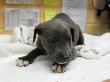 Rescue Terrier and Mixed Breed Dogs for Adoption in Picayune, Mississippi - Mary | PetCurious