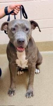 Kelsey 179447 -  Pit Bull Terrier Dog for Adoption in Visalia, California - Kelsey 179447 | PetCurious