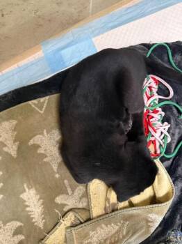 Mixed Breed Dogs Available for Adoption - Linda | PetCurious