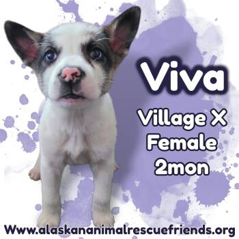 Viva -  Husky and Shepherd Dog for Adoption in Anchorage, Alaska - Viva | PetCurious