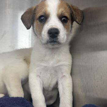 Great Pyrenees and Mixed Breed Dogs Available for Adoption - Emily | PetCurious