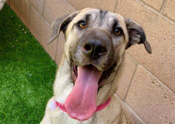 GABRIELLA -  Anatolian Shepherd and Mixed Breed Dog for Adoption in Moreno Valley, California - GABRIELLA | PetCurious