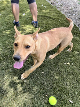 Rescue Carolina Dog and Staffordshire Bull Terrier Dogs for Adoption in Tracy City, Tennessee - Daisy | PetCurious