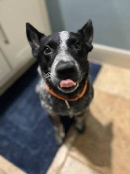 Rescue Australian Cattle Dog Blue Heeler Dogs for Adoption in Denver, Colorado - Cowboy | PetCurious