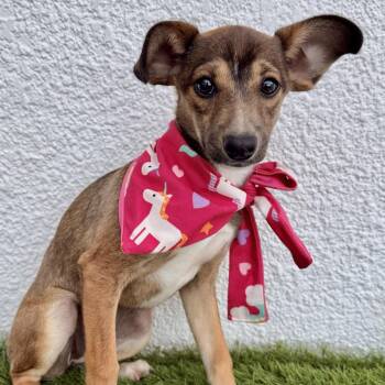 Chihuahua Dogs Available for Adoption - LONDON | PetCurious