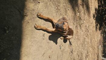 Sage -  Treeing Walker Coonhound and Black Mouth Cur Dog for Adoption - Sage | PetCurious