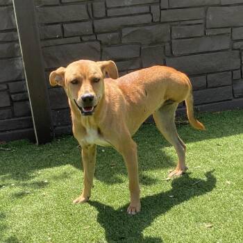 Ruby 2690 -  Mixed Breed and None Dog for Adoption in Loxahatchee Groves, Florida - Ruby 2690 | PetCurious