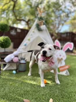 American Staffordshire Terrier Dogs Available for Adoption in Mico, Texas - Tonya | PetCurious
