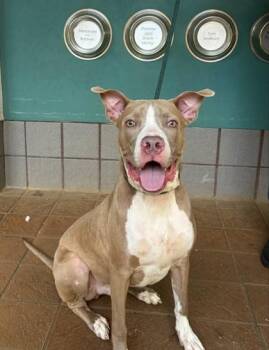 Roscoe -  Pit Bull Terrier and Mixed Breed Dog for Adoption in Honolulu, Hawaii - Roscoe | PetCurious