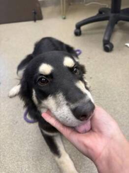 Buttercup -  Siberian Husky and Labrador Retriever Dog for Adoption in Palm Coast, Florida - Buttercup | PetCurious