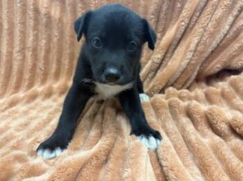 SHANNA -  Pit Bull Terrier Dog for Adoption in San Bernardino, California - SHANNA | PetCurious