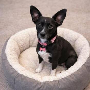 Chiweenie Dogs Available for Adoption - Gidget | PetCurious