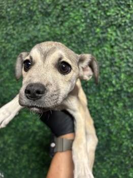 Rescue Chihuahua and Mixed Breed Dogs for Adoption in El Paso, Texas - 59822131 | PetCurious