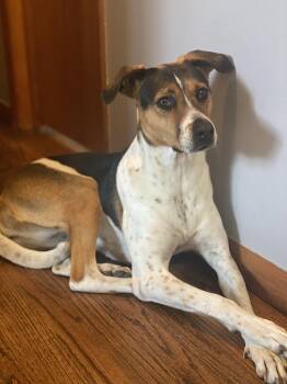 American Foxhound Dogs Available for Adoption - Pepsi *BONDED PAIR* | PetCurious