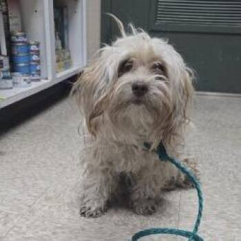 Dog 4 6/12/26 -  Maltese and Mixed Breed Dog for Adoption in Bullhead City, Arizona - Dog 4 6/12/26 | PetCurious