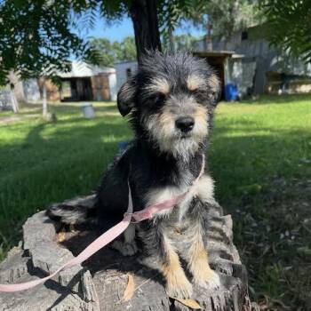Terrier and Chihuahua Dogs Available for Adoption in Sonoma, California - Peony | PetCurious