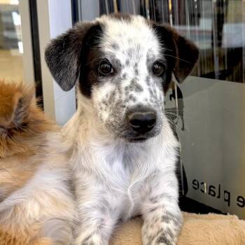 Digimon -  Mixed Breed Dog for Adoption in Park City, Utah - Digimon | PetCurious