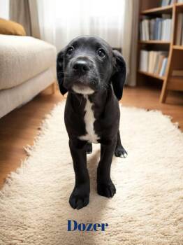 Rescue Labrador Retriever Dogs for Adoption in Barton, Vermont - Dozer | PetCurious