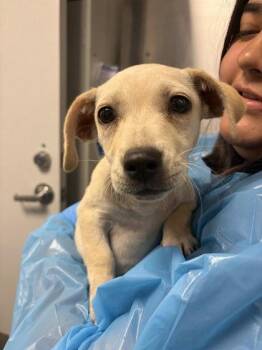 Lemon -  Chihuahua and Mixed Breed Dog for Adoption in Fresno, California - Lemon | PetCurious