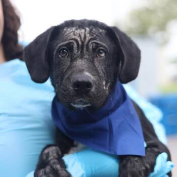 Labrador Retriever Dogs Available for Adoption in San Antonio, Texas - WOLF | PetCurious