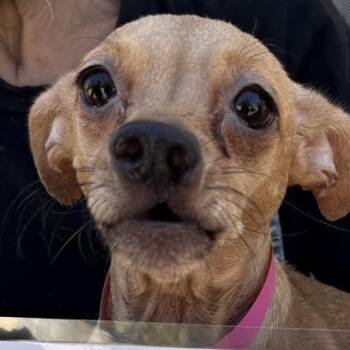 Tortuga -  Chihuahua Dog for Adoption in San Gabriel, California - Tortuga | PetCurious